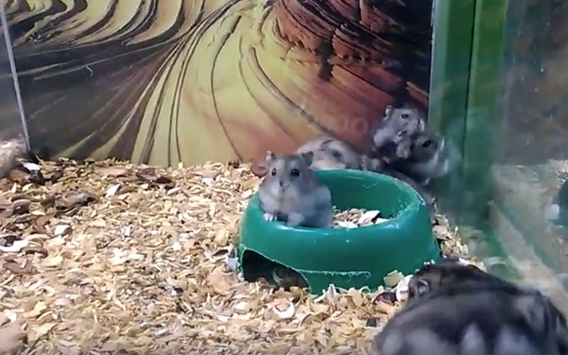This Hamster Has All Its Buddies To Hang Out With.. But It’d Rather Not