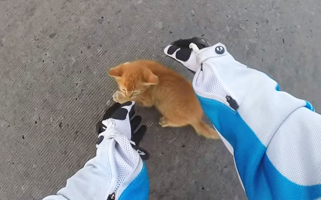 Awesome Motorcyclist Rushes Into Traffic To Save Kitten’s Life