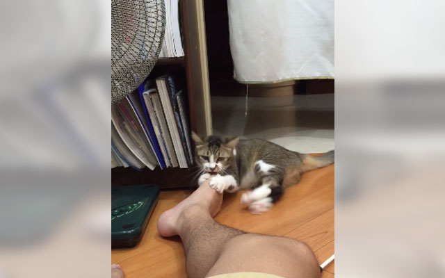 This Cat Was Definitely Not Prepared For The Smell Of His Human’s Foot!