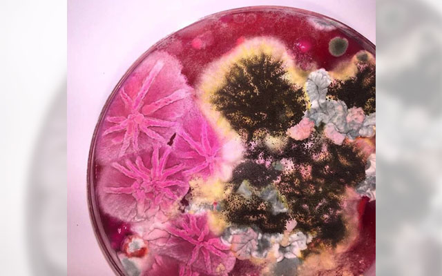 Bacteria Is Infiltrating The World Of Art, And It Is Amazing