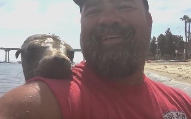 This Snuggle-Loving Seal Hops Onto Man’s Boat Wanting Affection!