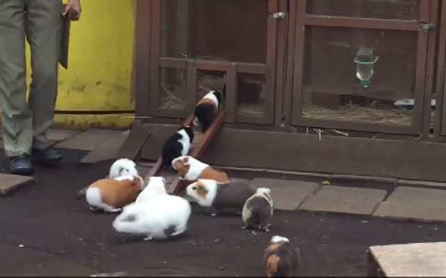 Guinea Pigs At Japanese Zoo Teach People What Politeness Is All About