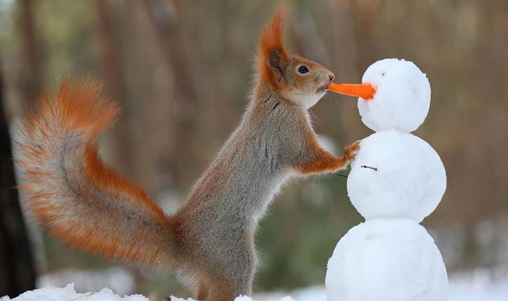 Photographer Tricks Squirrels Into Making Funny Poses For Adorable Results