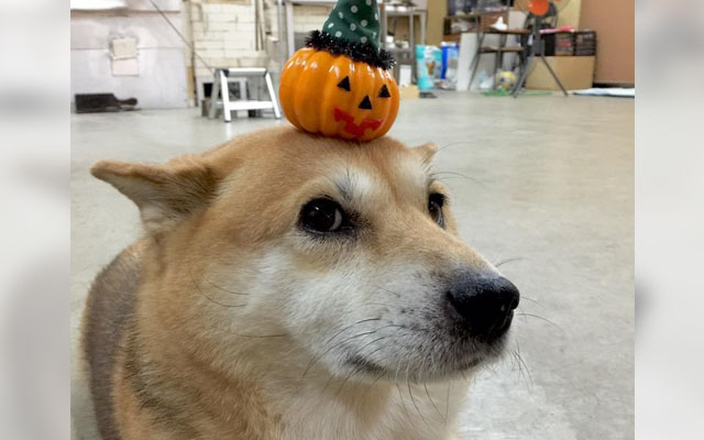 10 Adorable Shiba And Akita Dog Photos