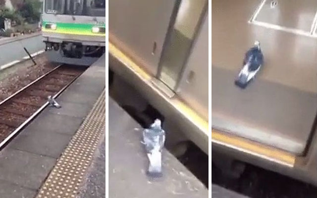 Pigeon Cuts In Line, Shows How It Goes Down In The Real World