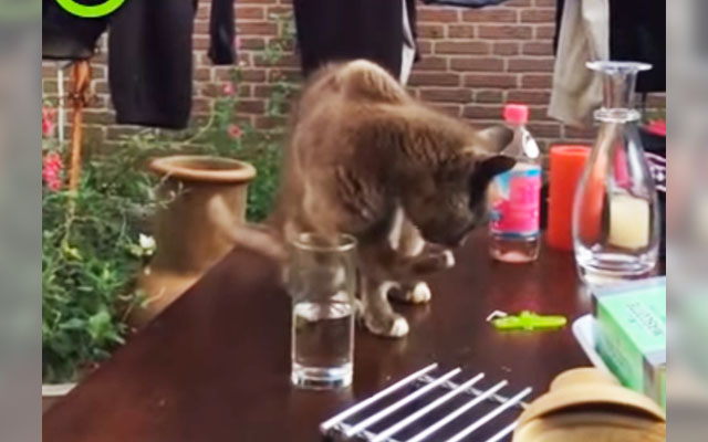 [VIDEO] This Cat Likes To Dip Her Paw Into Glass For A Lick, So The Owner Took It Off Her