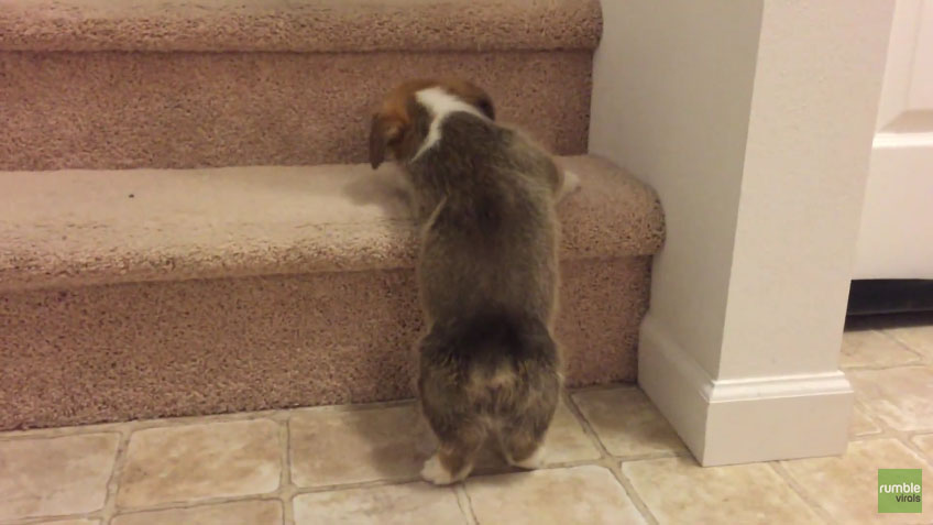 Cute Corgi Puppy Tries to Climb Up The Stair animated gif