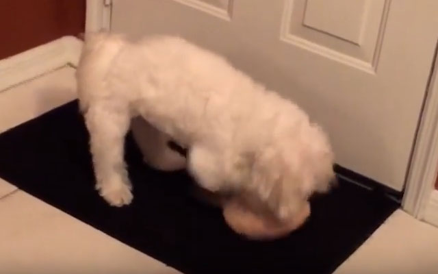 Dog Squeaks The Crap Out Of His Squeaky Toy