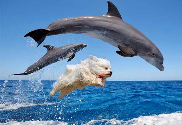 Dog Swims With Dolphins And Travels Faraway Lands…