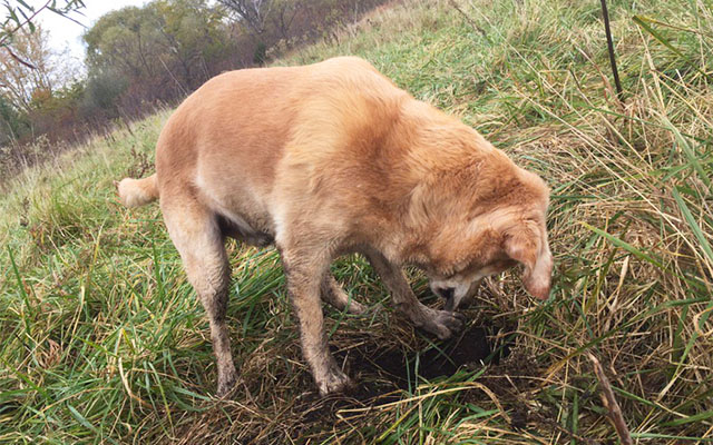 A Dog Is Digging A Hole… But There Is A Reason To Celebrate This