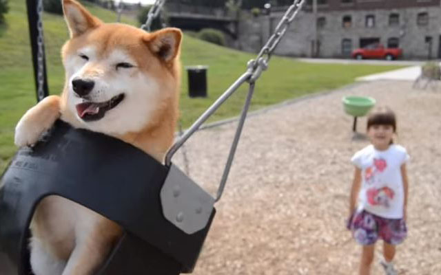 The Friendship Between This Shiba And Little Girl Is Just Too Cute