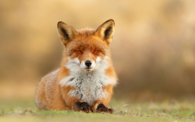 Be Quiet Folks… This Fox Is In the Middle Of Zen