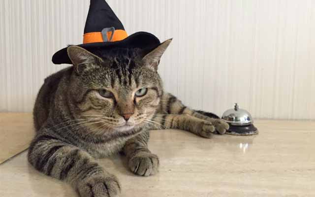 Cat Learned How To Trick-Or-Treat, Now Demands Treats Whenever He Wants