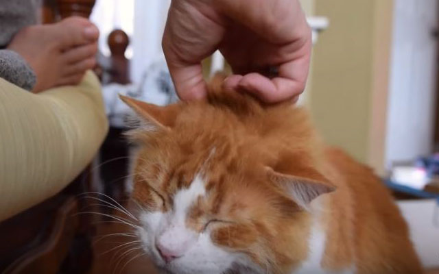 This Happy To Be Adopted Cat Has The Most Adorable Purr Ever!