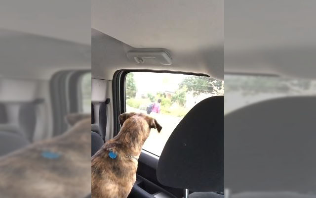 This Dog Absolutely Hates Saying Goodbye To Her Human Friend Every Morning