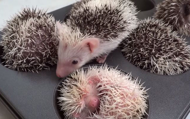 Perfect Fit:  Ridiculously Cute Hedgehogs Sleeping In A Muffin Pan