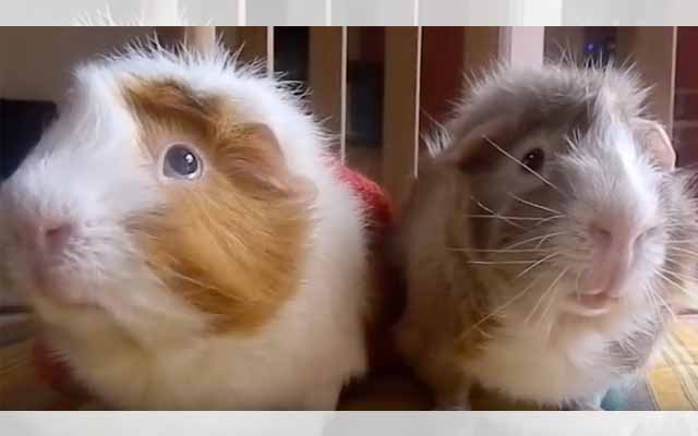 Two Guinea Pigs Have A Very Serious Talk About Pumpkin Spice Lattes
