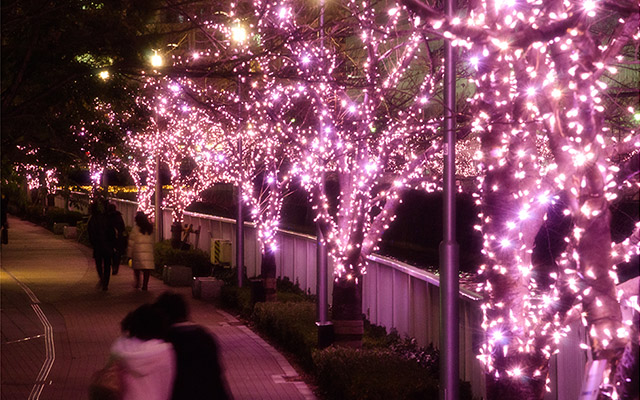 Cherry Blossom In Winter? Illumination By Meguro River Purifies Our Souls