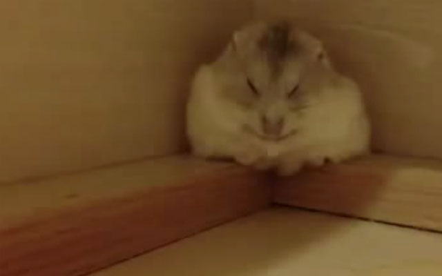 Hamster Is Dead Asleep During His Morning Call