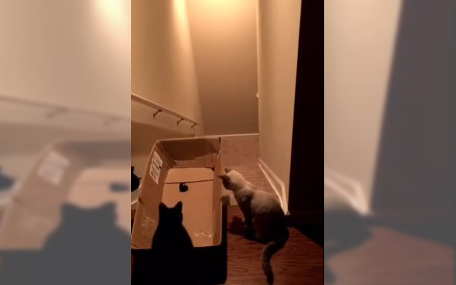 Curious Cats Can’t Stop Playing With Boxes–Even If It Means Surfing Down The Stairs!