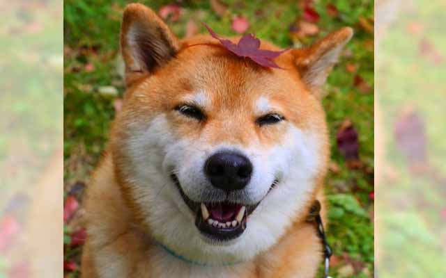 Meet Maru, The Happiest Dog On The Internet