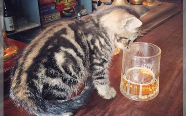 Cat Pub In Bristol Will Have You Purring In Delight