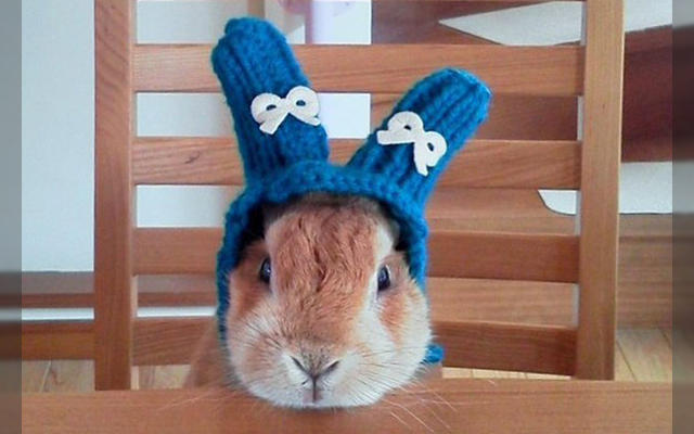 Adorable Bunny Gets Custom-Fit Hat To Tackle The Winter And Wow Twitter