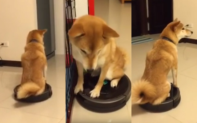 Shiba Abducts A Vacuum Cleaning Robot – See Where It Takes Him LOL
