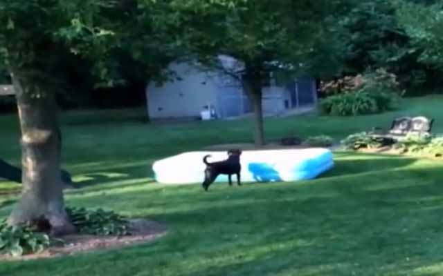 Excited Dog Discovers A Marvelous World Concealed Under Inflatable Pool