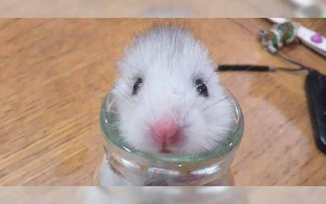 Not Knowing What To Do In An Earthquake, This Hamster Did The Adorable!