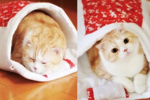 Japanese Futon Styled Sleeping Bags For Cats Are Too Cute A Fit