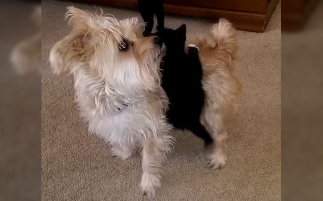 Dog Bewildered By A Kitten Attached To His Back–Cuteness and Confusion Ensue!