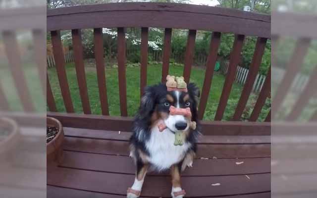 Ridiculously Patient Dog Lets Owner Stack Treats On His Head Before Eating Them