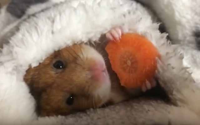 Adorable Hamster Tucks Itself In While Munching On A Bedtime Snack