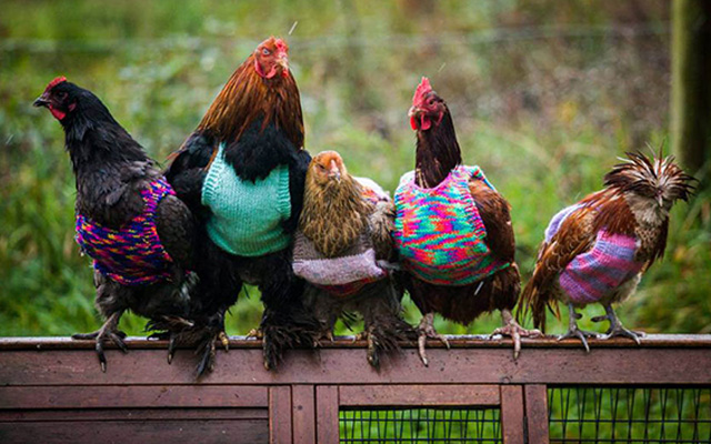 Colorful Tiny Sweaters For Hens To Fight The Cold