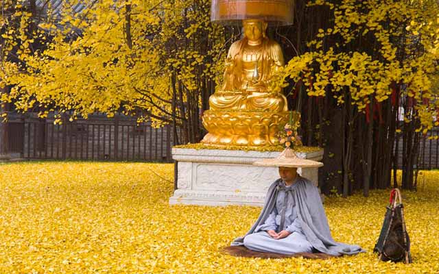 1,400-Year-Old Ginkgo Tree Turns Temple Grounds Into A Lush Golden Carpet