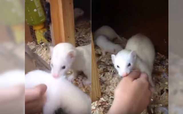 This Mama Ferret Takes Her Kid To Bed…And Her Owner As Well?!
