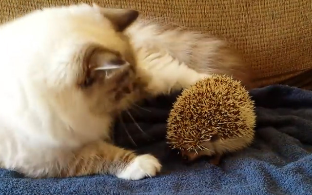 Kitty Meets Heavily-Armored Hedgehog
