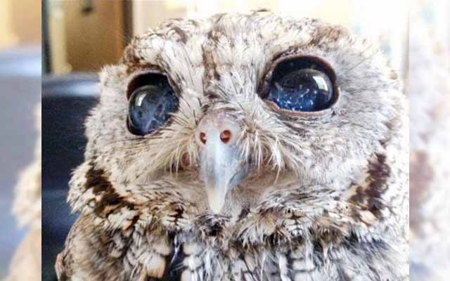 We See Stars In His Eyes, But This Owl Can Barely See The World Around Him