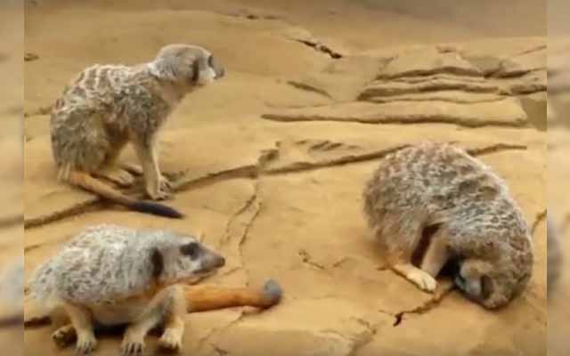 Meerkat Learns Not To Sleep On A Rock Ledge The Hard Way