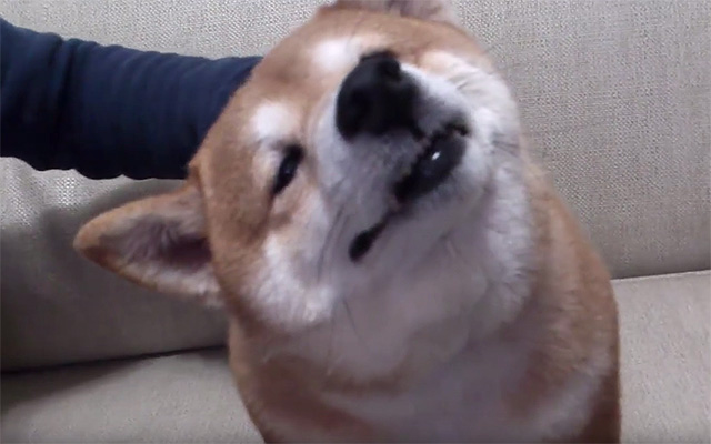 [VIDEO] This Shiba Loves To Be Patted – Check Out All The Faces He Make!