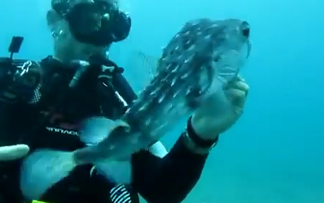Hurray To Humanity! This Diver Saved A Cute Pufferfish!