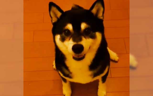 Patient Shiba Waiting For Treat Just Can’t Contain His Excitement
