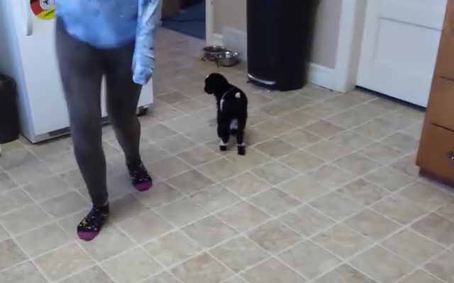 Adorably Clumsy Baby Pygmy Goat Is Taught How To Hop By A Kind Human