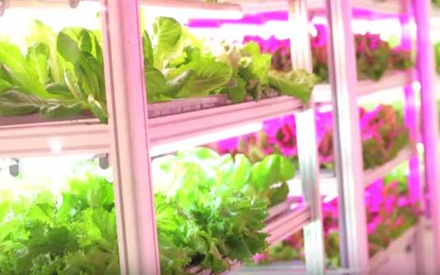In Wake Of The Tohoku Earthquake, Japan Builds World’s Largest Indoor Farm