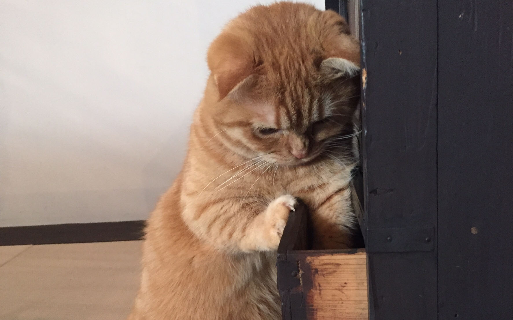 A Cat Is Trying To Get A Toy Out Of A Drawer, But It Ain’t There… And Her Reaction Is Gold!