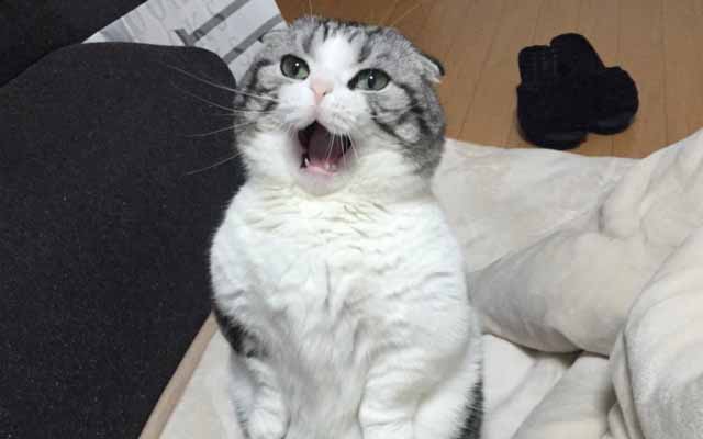 Standing Munchkin Cat Has The Biggest, Cutest Yawn