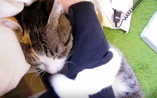 Cat Grabbing Onto Human’s Arm Doesn’t Ever Want To Let Go