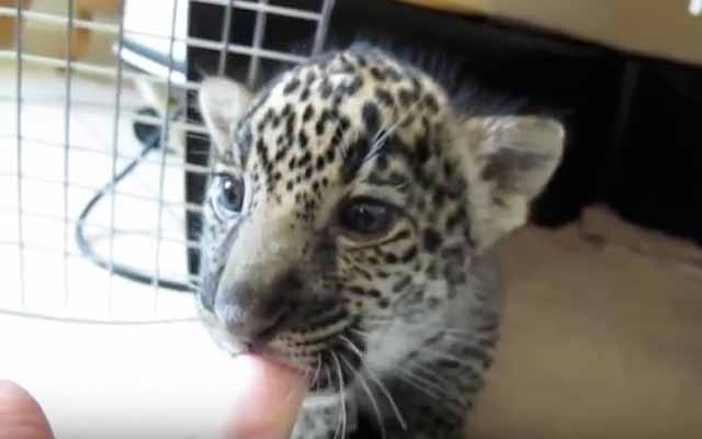 Menacing Jaguar Cub Chews On Finger And Lets Out A Little Baby Roar