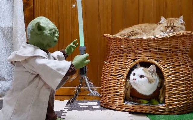 Japanese Munchkin Cats Bewildered By Aggressive Yoda Action Figure, Call In Adorable Reinforcements!